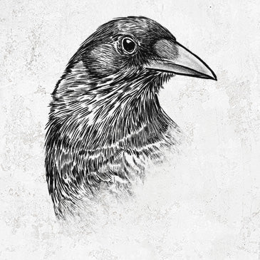 American Crow Bust - Corvus brachyrhynchos