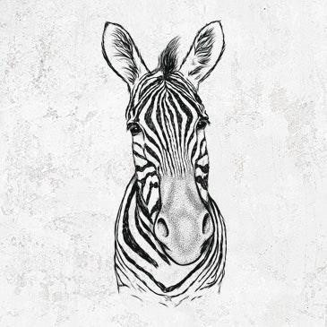 Damara Zebra - Equus quagga antiquorum