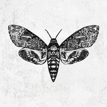 Death's-head Hawkmoth - Acherontia atropos