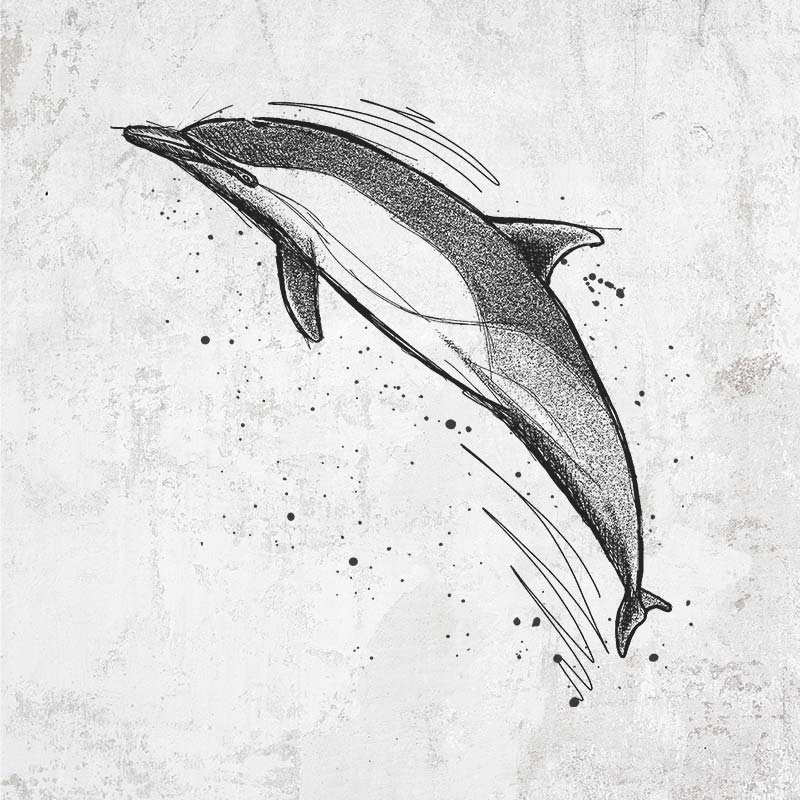 Short-Beaked Common Dolphin - Delphinus delphis