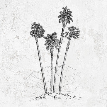 Desert Palms - Mexican Fan Palm - Washingtonia robusta