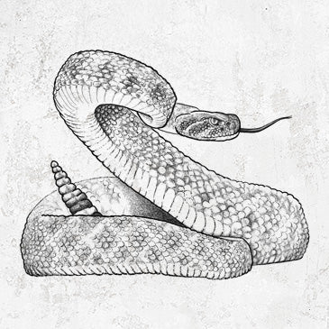 Hand-drawn Western Diamondback Rattlesnake Shirt Design