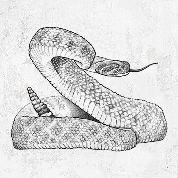 Western Diamondback Rattlesnake - Crotalus atrox