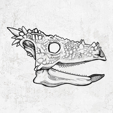 Dracorex Skull