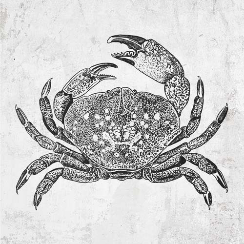 Dungeness Crab