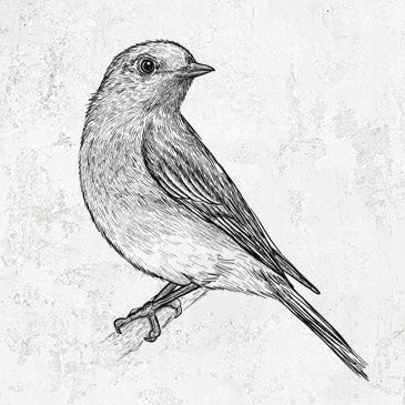 Eastern Bluebird - Sialia sialis