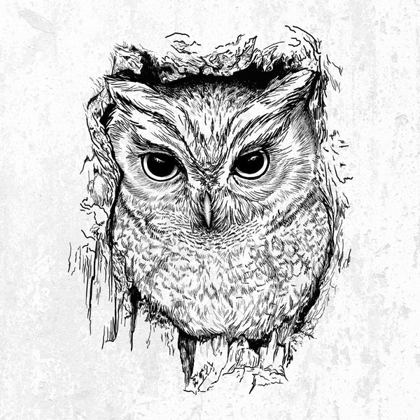 Eastern Screech Owl - Megascops asio