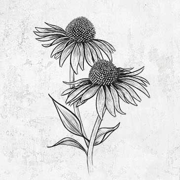 Coneflower - Echinacea purpurea