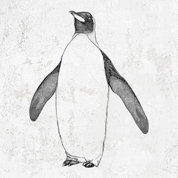 Emperor Penguin - Aptenodytes forsteri