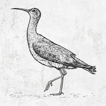 Eskimo Curlew Inspired Conservation Apparel and Accessories