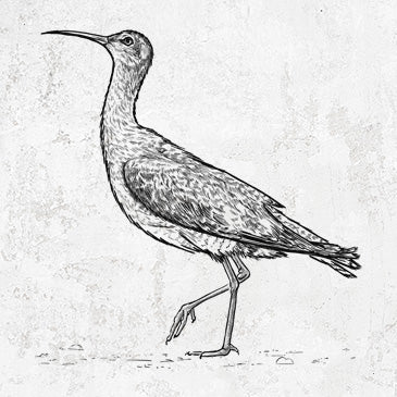 Eskimo Curlew - Numenius borealis