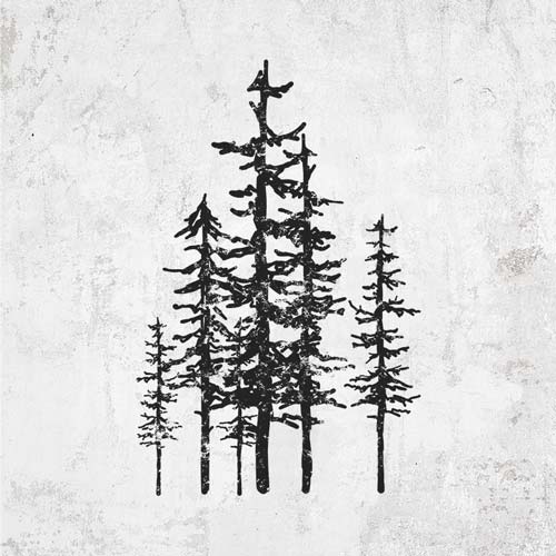 Evergreen Trees