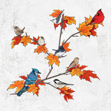 Autumn Backyard Birds