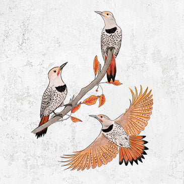 Northern Flickers (Red-shafted) - Colaptes auratus