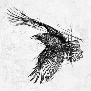 Flying Raven - Corvus corax