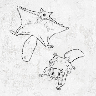 Southern Flying Squirrels - Glaucomys volans