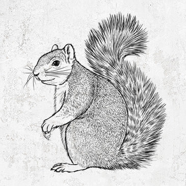 Eastern Fox Squirrel Tee - Nature Inspired Apparel