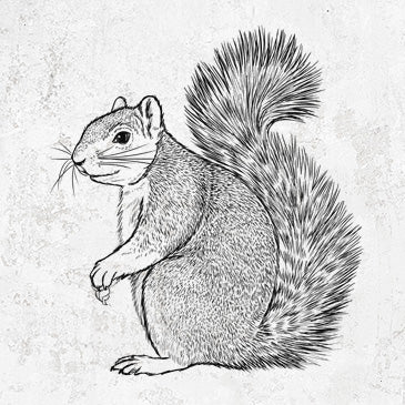 Eastern Fox Squirrel - Sciurus niger