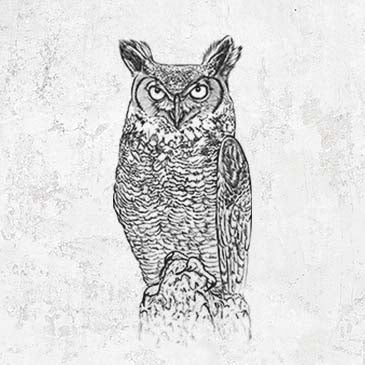 Bubo virginianus - Great Horned Owl