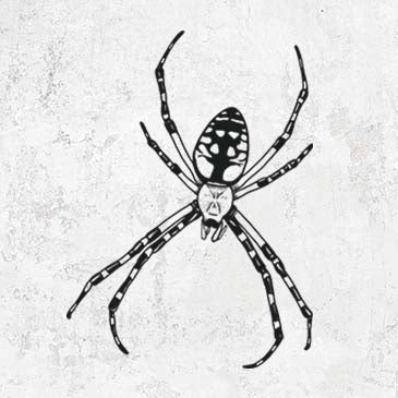 Detailed illustration Garden spider