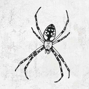 Argiope aurantia - Yellow Garden Spider