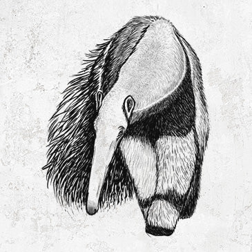 Giant Anteater drawing on anteater clothing