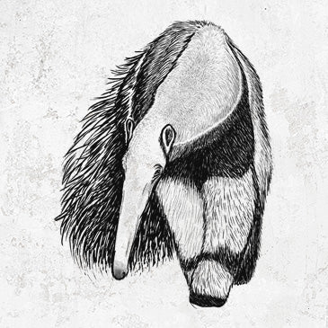 Giant Anteater - Myrmecophaga tridactyla