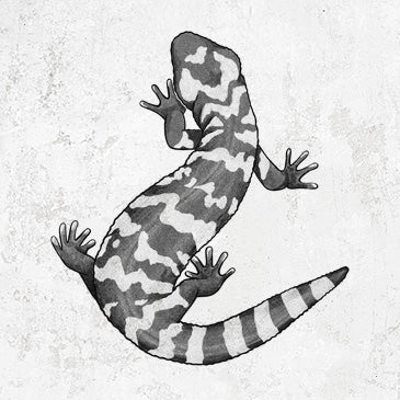 Gila Monster - Heloderma suspectum