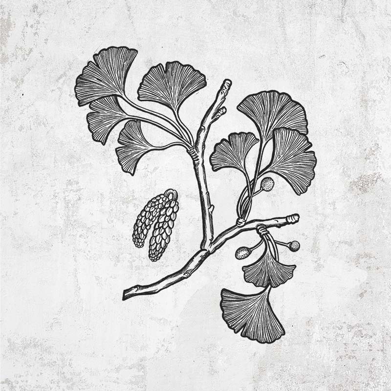 Ginkgo Biloba - Ginkgo Tree Stem with Leaves