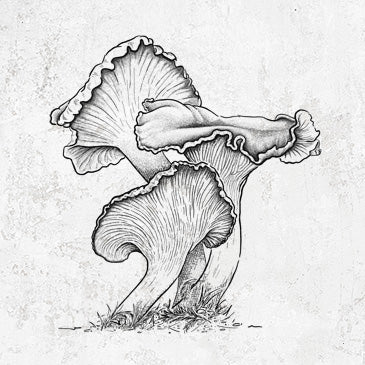 Pacific Golden Chanterelle - Cantharellus formosus
