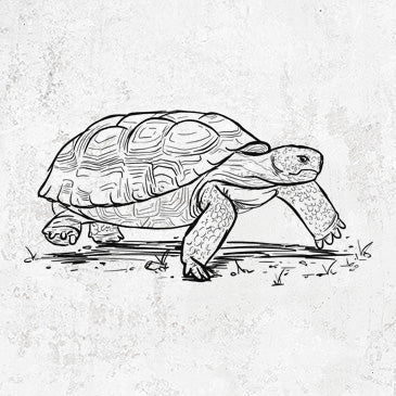 Gopher Tortoise - Gopherus polyphemus
