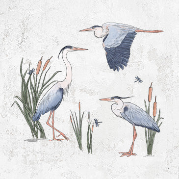 Great Blue Herons in the Cattails