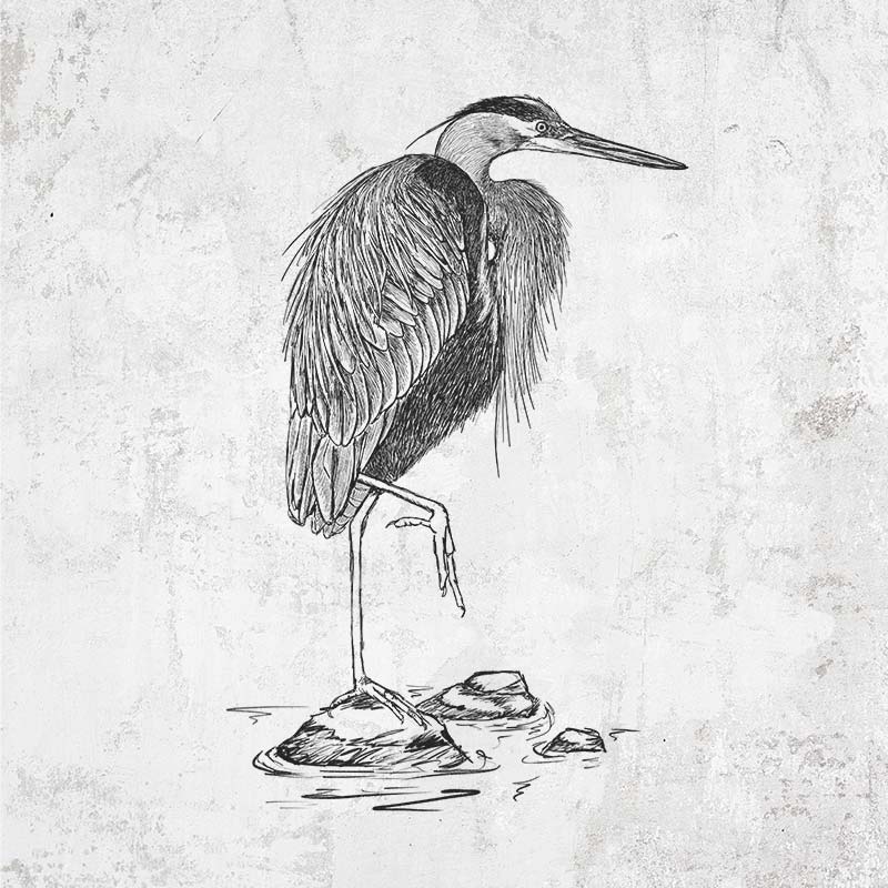 Ardea herodias - Great Blue Heron