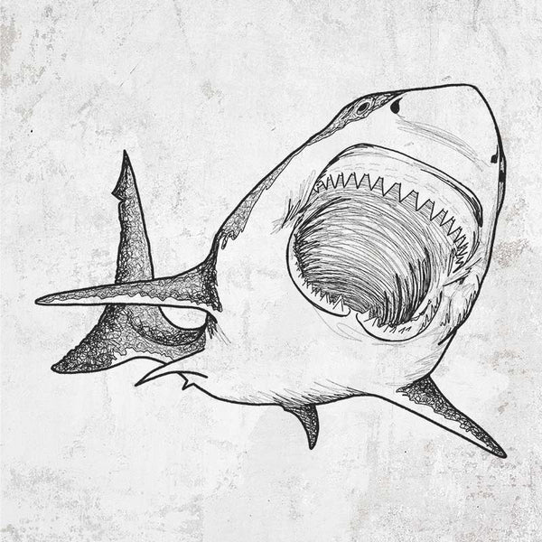 Great White Shark