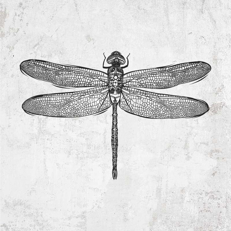 Anax Junius - Green Darner Dragonfly