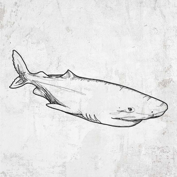 Greenland Shark