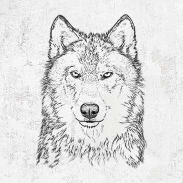 Grey Wolf - Canis lupus