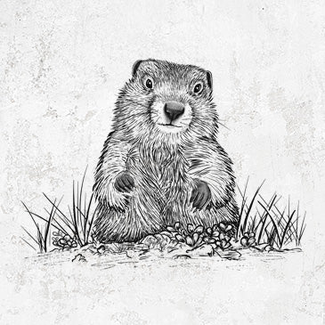 Groundhog - Marmota Monax