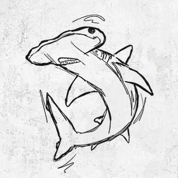 Hammerhead Shark