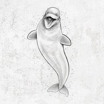 Happy Beluga Whale - Delphinapterus leucas