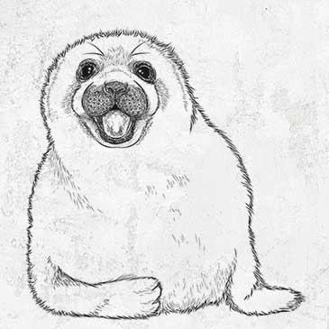 Harp Seal Pup - Pagophilus groenlandicus