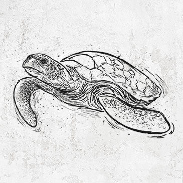 Hawksbill Sea Turtle - Eretmochelys imbricata