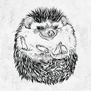 African Pygmy Hedgehog - Atelerix albiventris