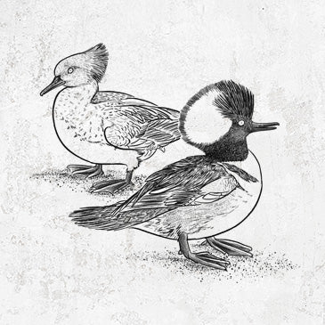 Line art of two Hooded Mergansers, one male and one female, standing side by side