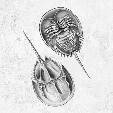 Atlantic Horseshoe Crab - Limulus polyphemus