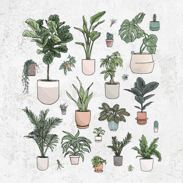 Collection of Houseplants