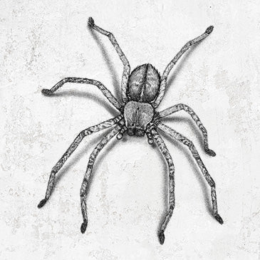 Huntsman Spider Bold Apparel and Accessories