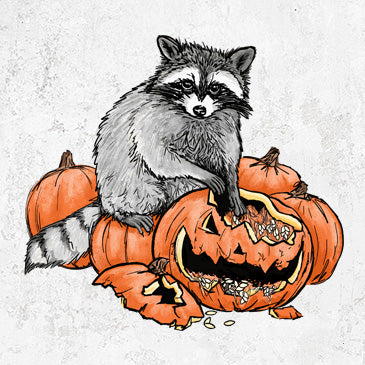 The Raccoon and the Jack-o'-Lantern