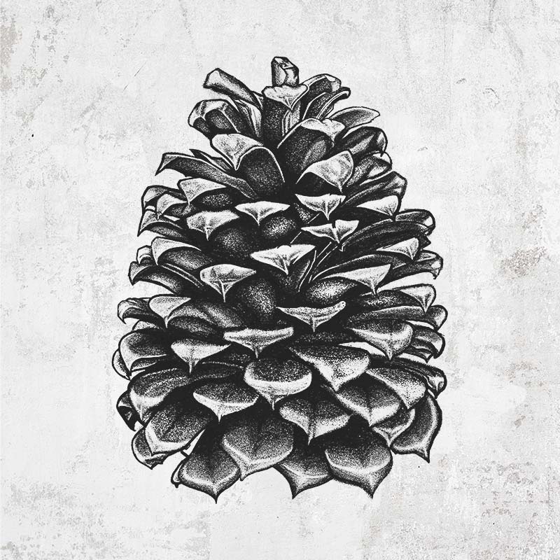 Jeffery Pine Cone