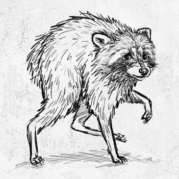 Short-Spine Seattle Raccoon